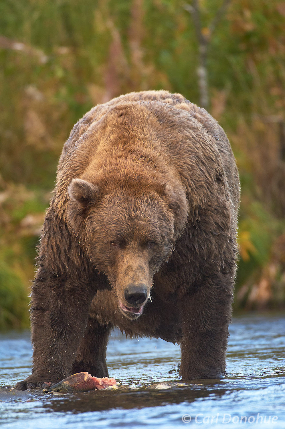 Male Alaska Brown Bear Brooks River Katmai National Park Katmai