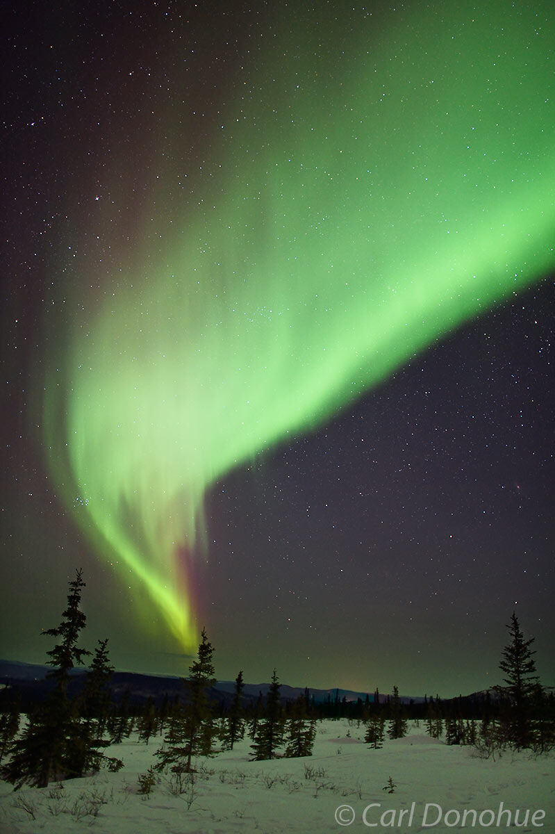 Aurora borealis and boreal forest photo | Alaska | Carl Donohue Photography