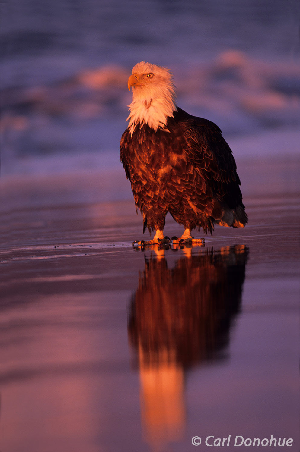 Photo of bald eagle on beach at sunset | Kachemak Bay | Carl Donohue ...